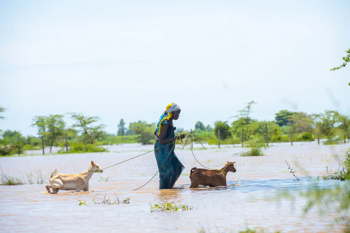 A 60-year-old grandmother rescuing her remaining livestock from floodwaters in Homa Bay.