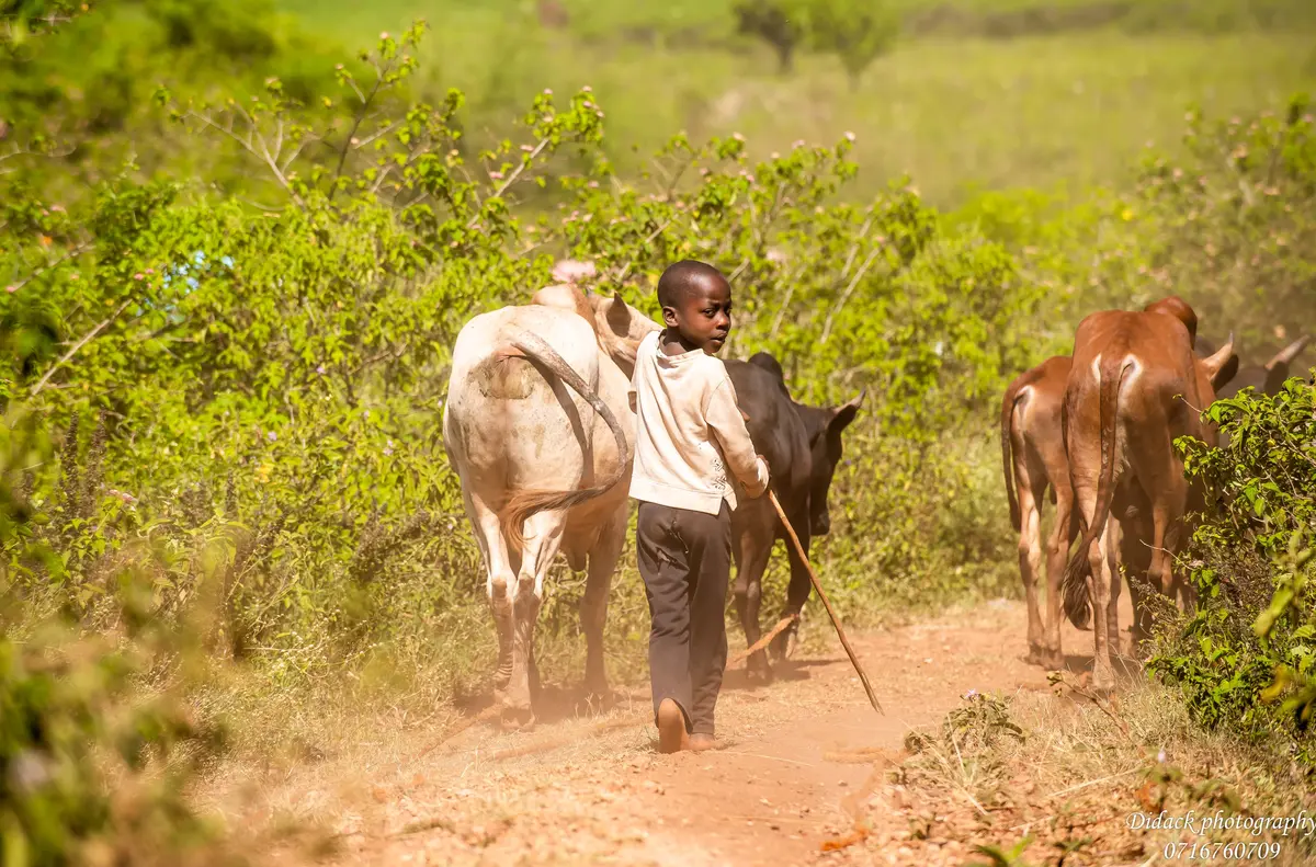 A young boy herds cattle instead of attending school, reflecting the education challenges faced
