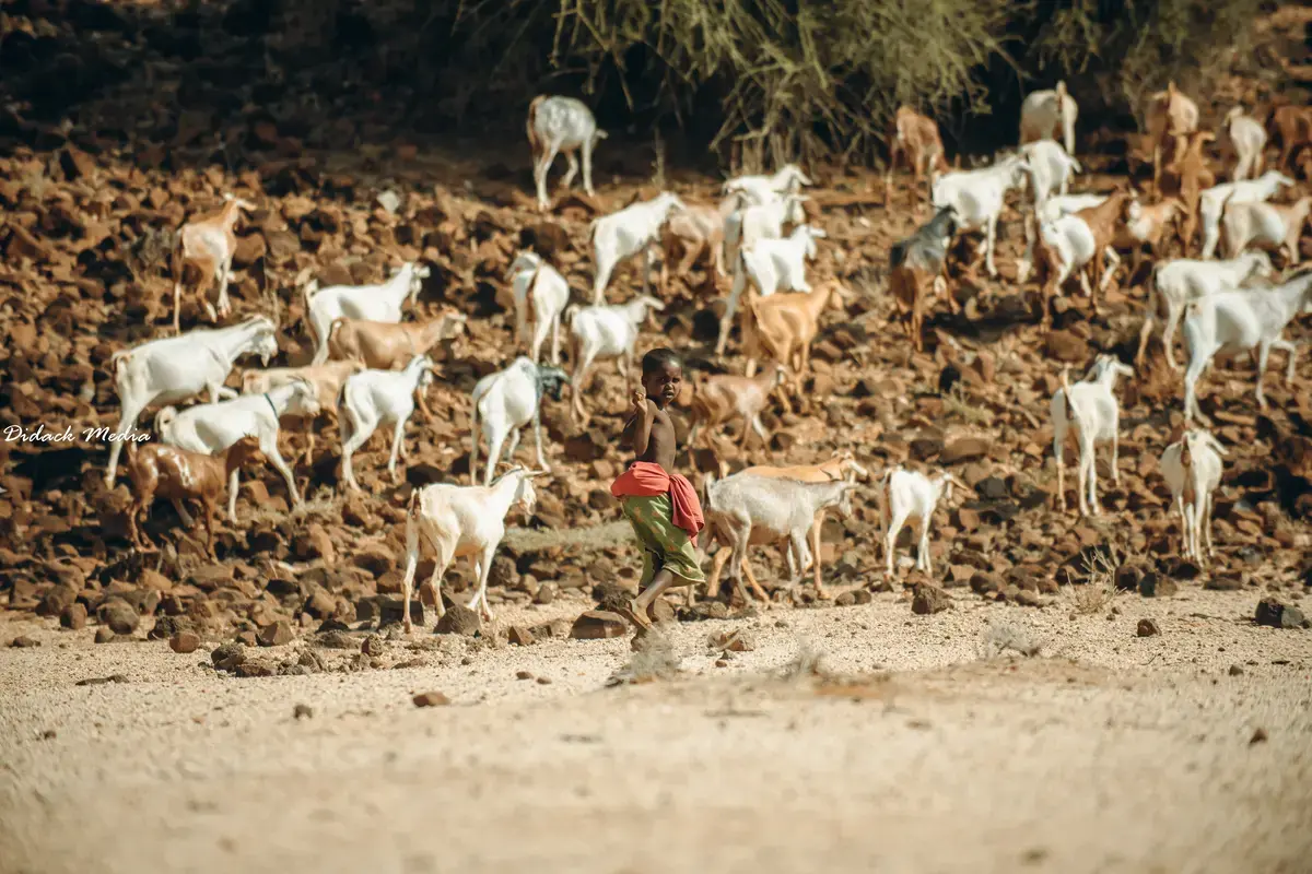 A six-year-old boy tends goats in Marsabit County instead of attending school like other children